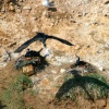 Cormorants nesting