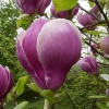 April blooms, Bowness on Winderermere.