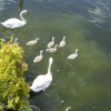 New arrivals at Bowness Bay.