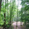 Brandon Marsh