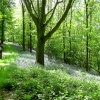 Bluebells in Wood on Longleat Estate