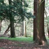 Forest Walk, Wallington Hall, Northumberland.