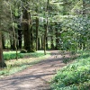 Forrest Walk, Wallington Hall, Northumberland.