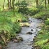 Woodland Stream, Wallington Hall, Northumberland.