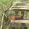 Red Squirrel seen from the nature hide at Wallington Hall, Northumberland.