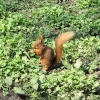 Red Squirrel seen from the nature hide at Wallington Hall, Northumberland.
