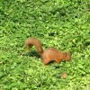 Red Squirrel seen from the nature hide at Wallington Hall, Northumberland.