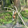 Red Squirrel seen from the nature hide at Wallington Hall, Northumberland.
