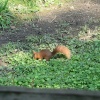 Red Squirrel seen from the nature hide at Wallington Hall, Northumberland.