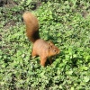 Red Squirrel seen from the nature hide at Wallington Hall, Northumberland.