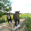 Alfriston