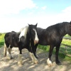 Alfriston Horses