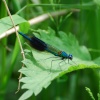 Banded Demoiselle