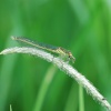 Female Common Blue Damselfly
