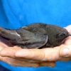Swift....apus apus