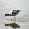 Avocet searching for food.