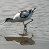 Avocet looking for food in the lagoon at Wahinhton Wetlands Centre.