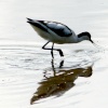 Avocet looking for food in the lagoon at Wahinhton Wetlands Centre.