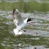 Black Headed Gull arriving at the lagoon at Washington Wetlands Centre.