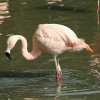 Flamingo's at the Wetland Centre.
