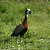 White Faced Whistling Duck.