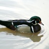 Wood Duck.