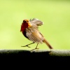 Robin taking Flight.