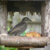 Starling eating his dinnner