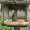Starling eating his dinner