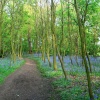 Bluebell Woods, Leomansley, Lichfield