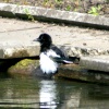 A rather wet Magpie at the boating lake in Saltwell Park, Gateshead.