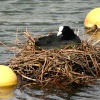 A Coot nesting on the Boating Lake, Saltwell Park, Gateshead.