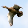 A female Malard flying over the Boating Lake, Saltwell Park, Gateshead.