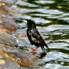 Starling bathing in boating lake, Saltwell Park, Gateshead
