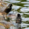 Starlings bathing in boating lake, Saltwell Park, Gateshead