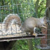Grey Squirrel stealing from bird feeder as seen from hide at Washington Wetland Centre.