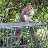Grey Squirrel on bird feeder as seen from hide at Washington Wetland Centre.