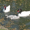 Black Head Swans, Washington Wetlands Centre.