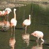 Flamingo's at Washington Wetlands Centre.