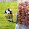 Bluetit