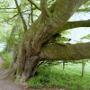 Allen Banks,Northumberland