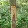 Tehidy Country Park