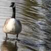 Canada goose on weir Abbey Park