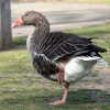 A goose at abbey park