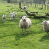 Sheep at Bolton-by-Bowland, near Downham