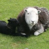Herdwick ewe and lamb
