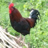 Rooster at Palmer's Farm