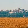 Rye at harvest time