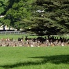 Raby Castle