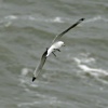 Kittiwake over a windswept north sea.